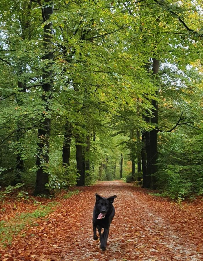 Luxe Zomerwoning Met Omheinde Tuin Voor Hond En Kinderen Dirkshorn エクステリア 写真