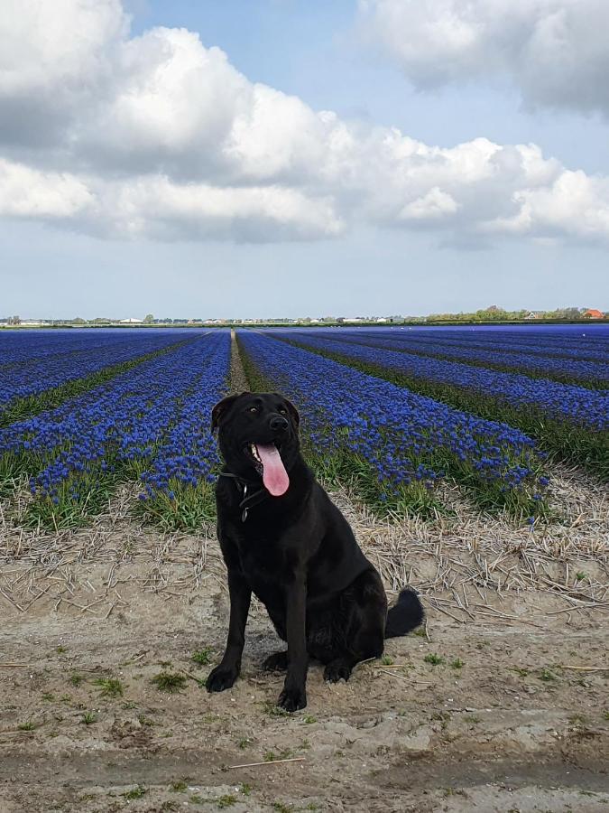Luxe Zomerwoning Met Omheinde Tuin Voor Hond En Kinderen Dirkshorn エクステリア 写真